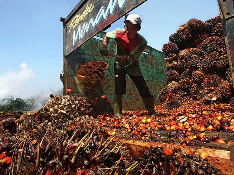 malaysian palm oil futures